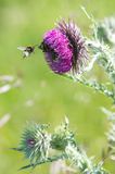 bee flying into wild thistle