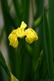 yellow flower