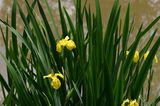 yellow flowers