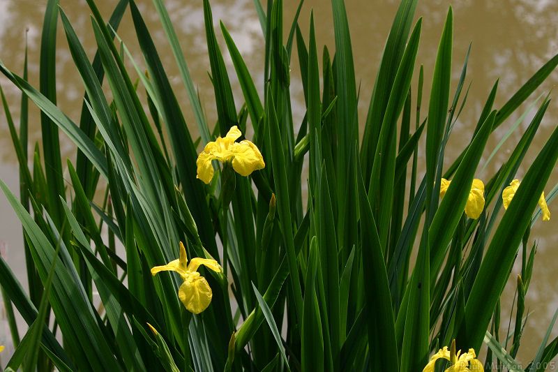 yellow flowers