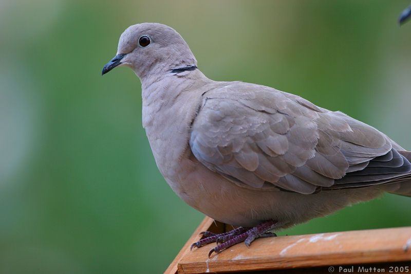 Collared Dove on Bird Table IMG 6442
