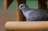 Bird Table Collared Dove on IMG 6448