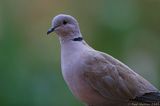 Collared Dove IMG 6403