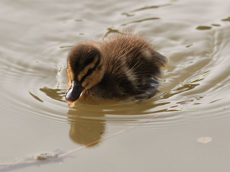 Duckling