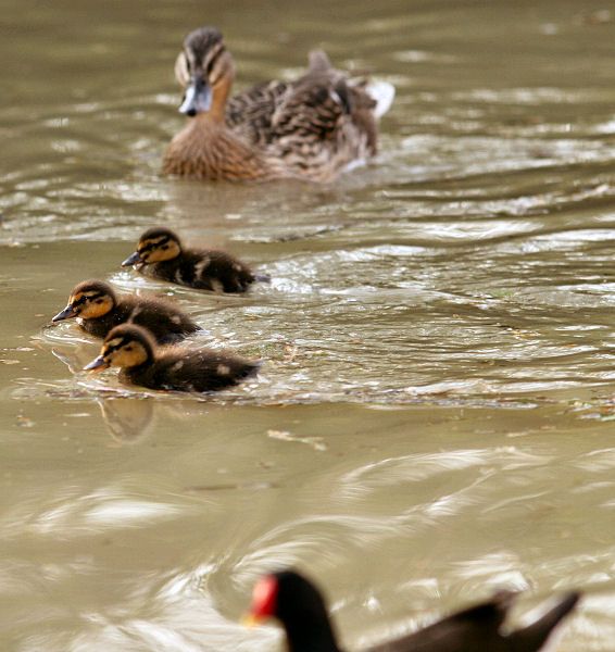 Duckling Race to the Finish