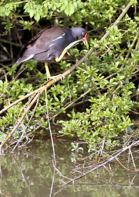 Moorhen Standing on one leg