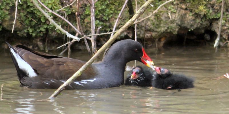 Moorhen feeding young