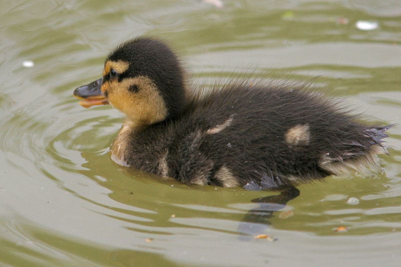 Small duckling with beak open