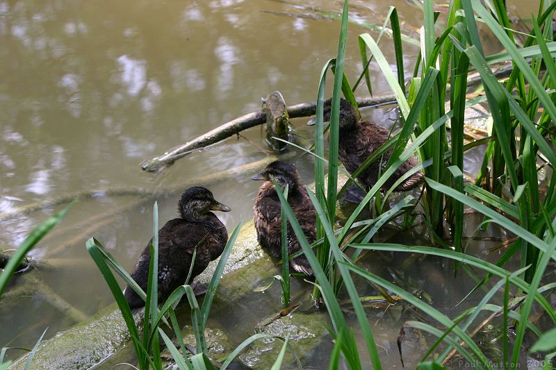 growing ducklings