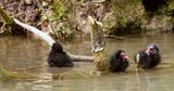 Baby moorhens