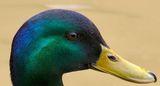 Colourful mallard duck head