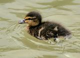 Duckling 001