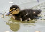 Duckling and reflection