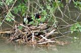 Moorhen Nest