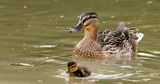 Mother with Duckling