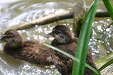 duckling by waterside