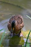 duckling on wood