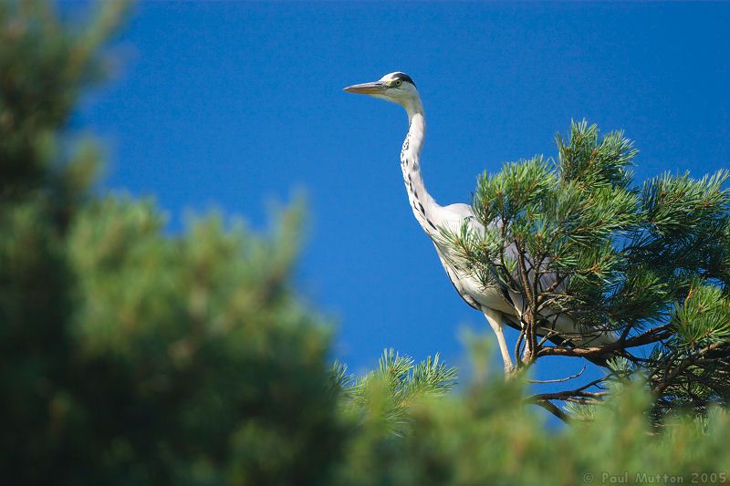 Heron Standing in a Tree img 3512