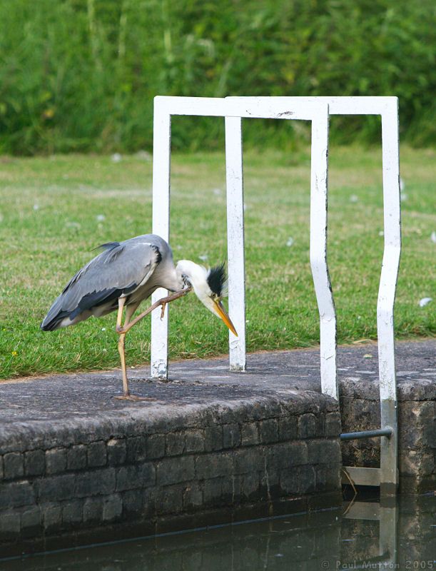 Heron at Caen Locks