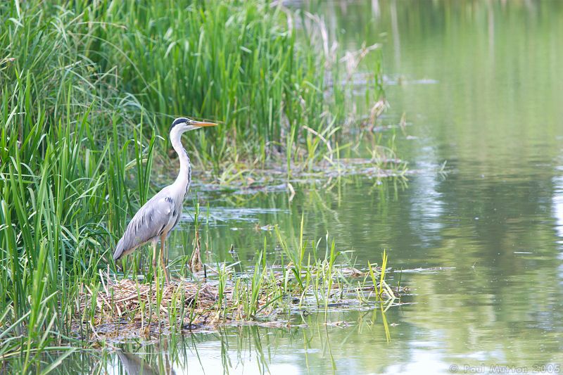 Heron by Waterside at Caen Locks