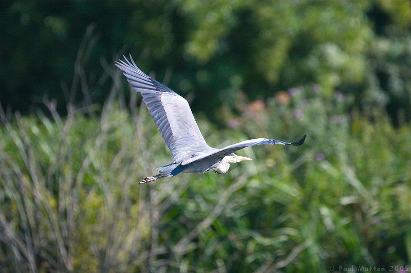 Heron in Flight img 3505