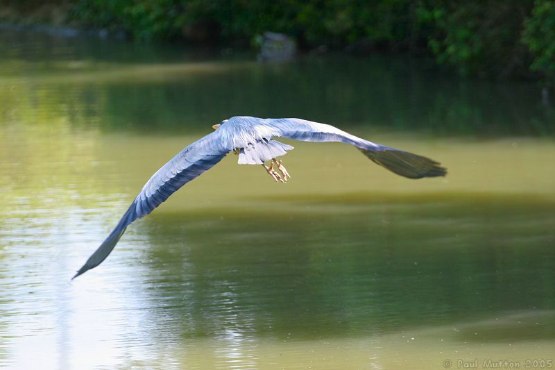 flying heron