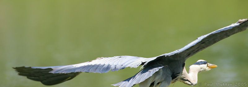 heron in flight