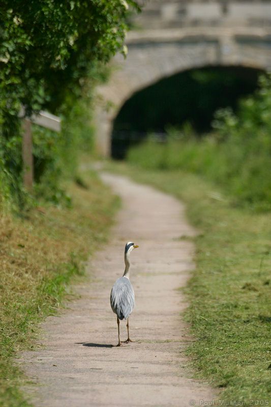 heron walking along the canal towpath