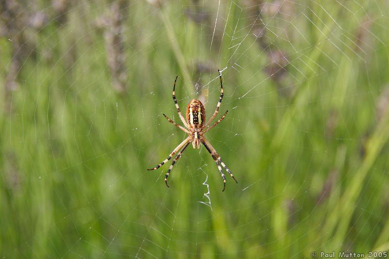 A Spider in France IMG 7323