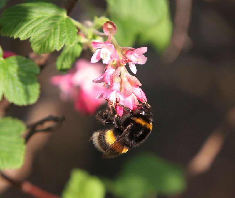 Bee Collecting Nectar