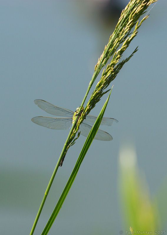 Dragonfly at Caen Locks