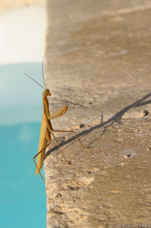 Preying Mantis by the Poolside IMG 7715