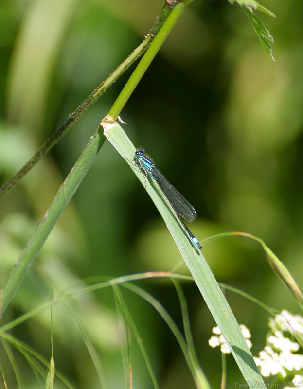 flying insect on leaf