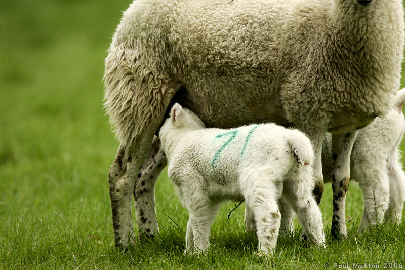 Lambs Suckling Milk From Mother T2E9216