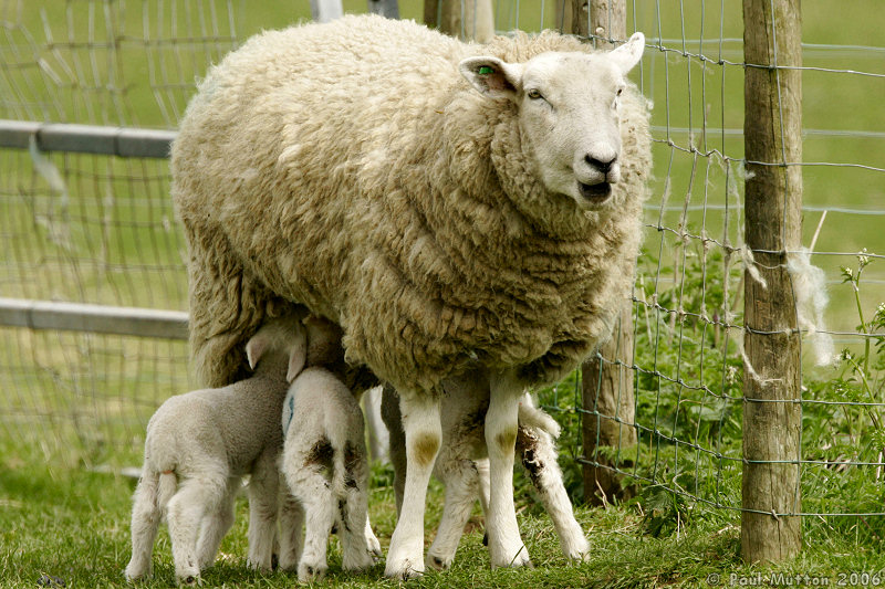 Suckling Lambs With Mother T2E9300