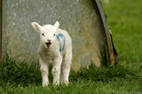 Bleating Lamb Next To Shelter T2E9280