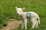 Lamb Bleating In Field Of Grass T2E9298