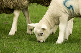 Lamb Eating Grass T2E9256