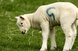 Lamb Eating Grass T2E9289