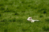 Lamb Laying In Field Of Grass T2E9202