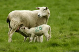 Lamb Suckling From Its Mother T2E9157