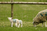 Lambs Behind Wire Fence T2E9277