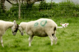 Lambs Watching The Big Fight T2E9204