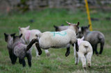 Leaping Lamb In Field T2E8524