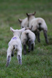 Leaping Lambs T2E8541