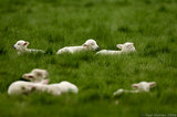 Several Lambs Lazing In Field Of Grass T2E9188