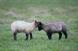 Two Lambs Headbutting T2E8490