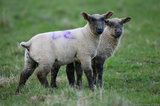 Two Lambs T2E8477