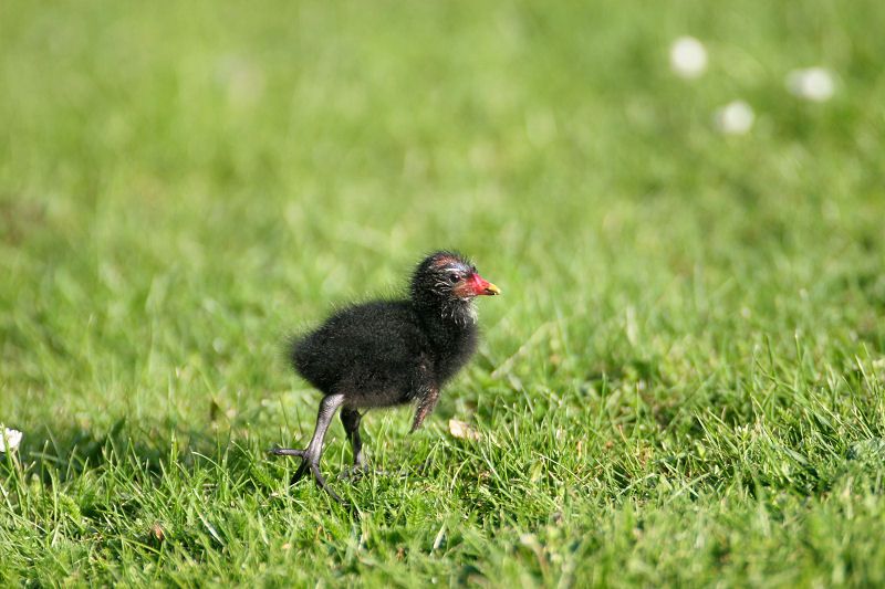 Moorhen06