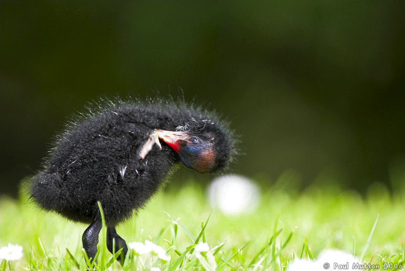 Moorhen Chick Bald Head T2E9387 01